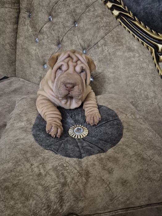 Fetita cu pedigree din părinți campioni