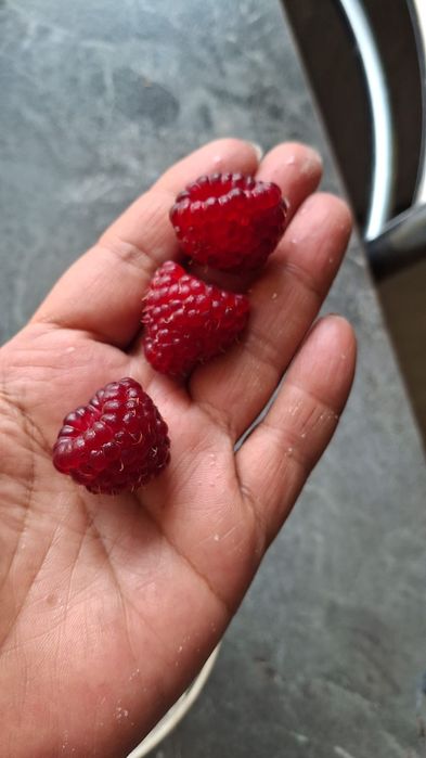 Малина Полька ремонтантная