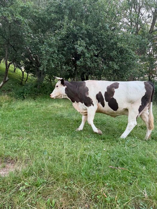 Vând vacă productivă, sănătoasă și bine îngrijita