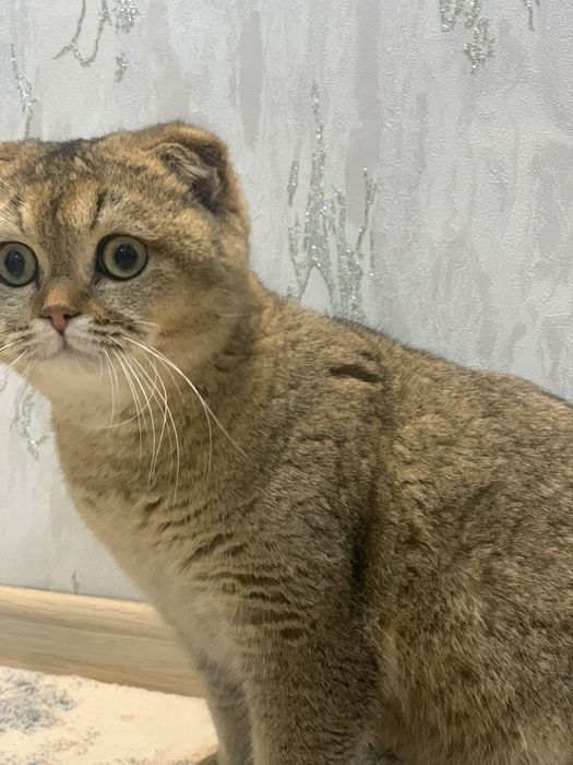 Скотиш фолд (шотландский вислоухий)