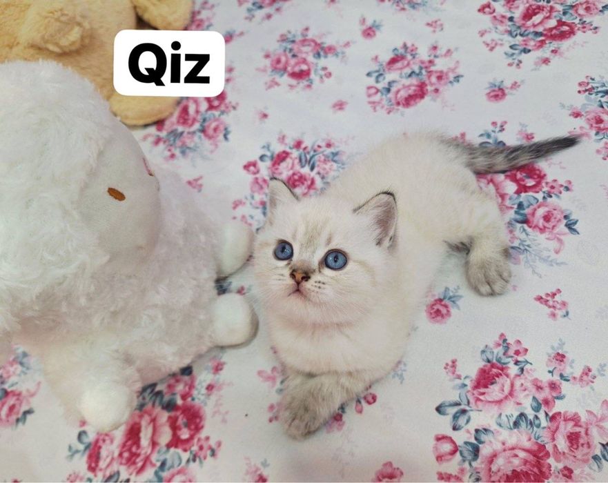 ВЯЗКА британский кот Серебристая Шиншила vyazka mushuk nasil olishga