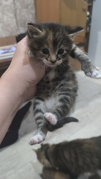 Котята бесплатно