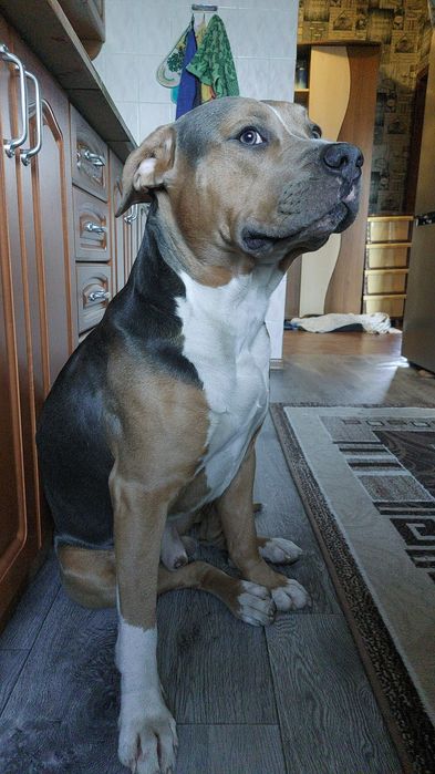 Стаффордширский терьер триколор