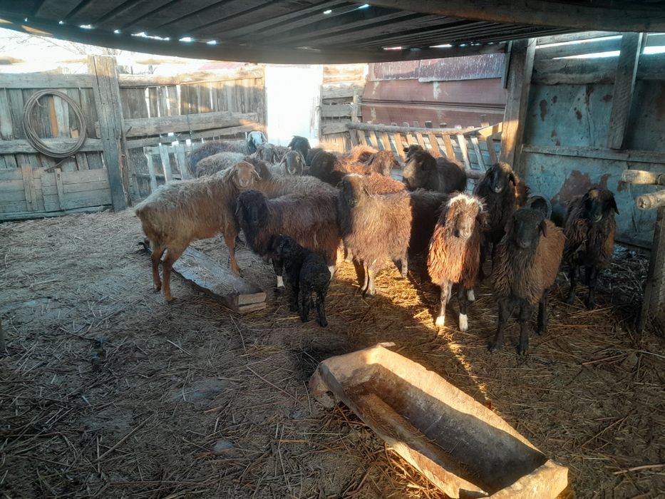 Семіз қой сатамын   семіз сектер.