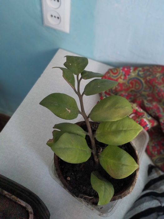 Цветы комнатные 1500 тенге