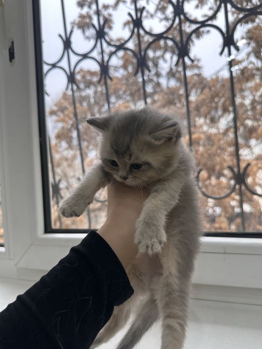 Бритиш страйт котята,мальчик и девочка.