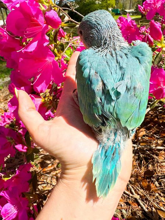 Papagali vorbitori Micul Alexandru pui crescuti la mana Alexander
