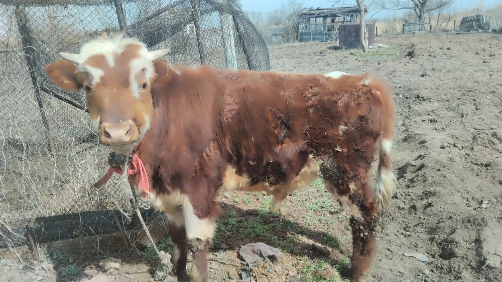 Продам быка 1.5 года