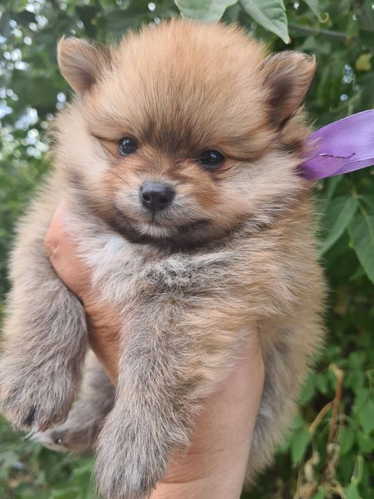 Продам щенков шпица.