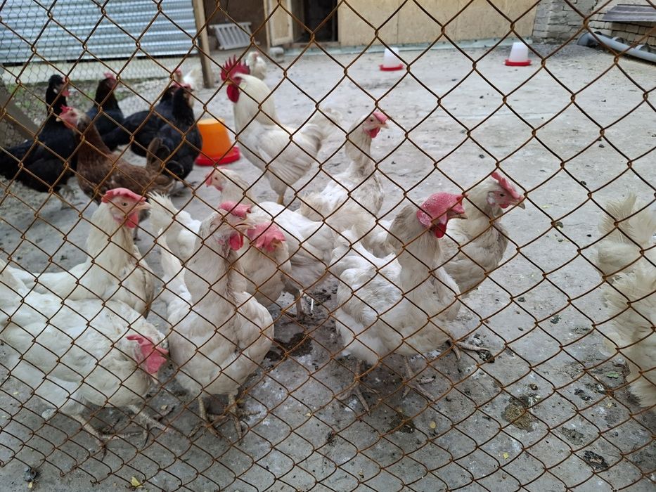 Белые куры несушки