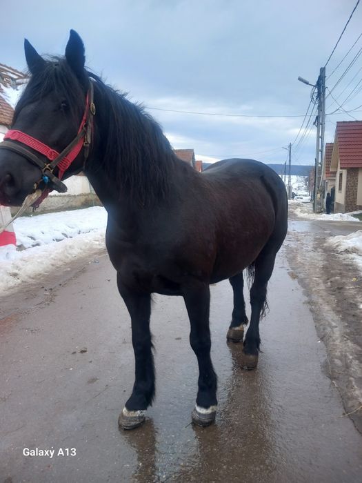 De vânzare iapa de 7 ani sau scinb  iapa este montată de 7 luni