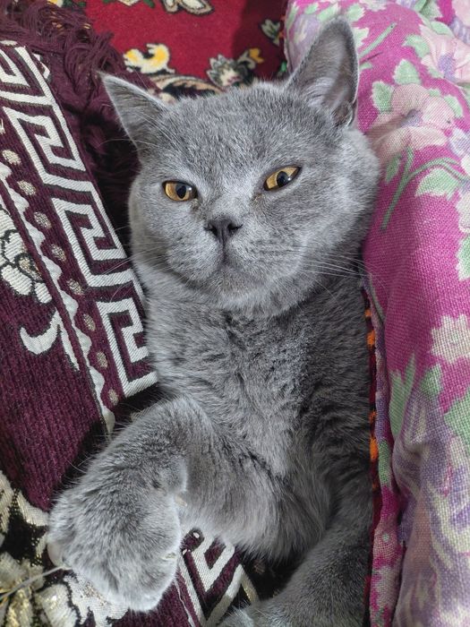 Britanski stray toza 1yosh soglom