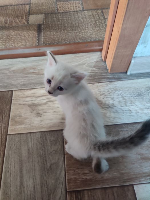 Отдам котят даром в добрые руки