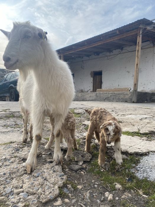 Ешкі егіз лағымен