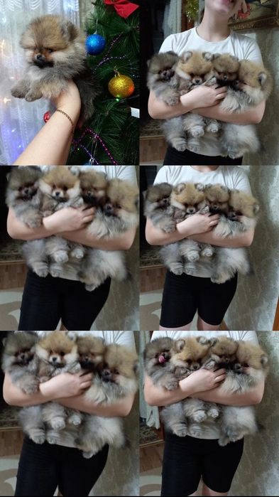 Шикарные медвежата