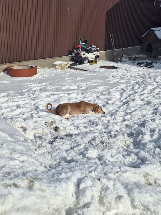 Продам чистокровную тазы