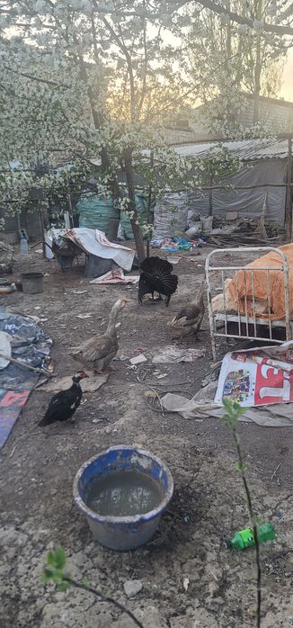 2 ta erkak g'oz sotiladi.