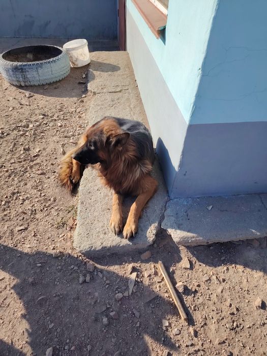 Щенки восточно европейской овчарки