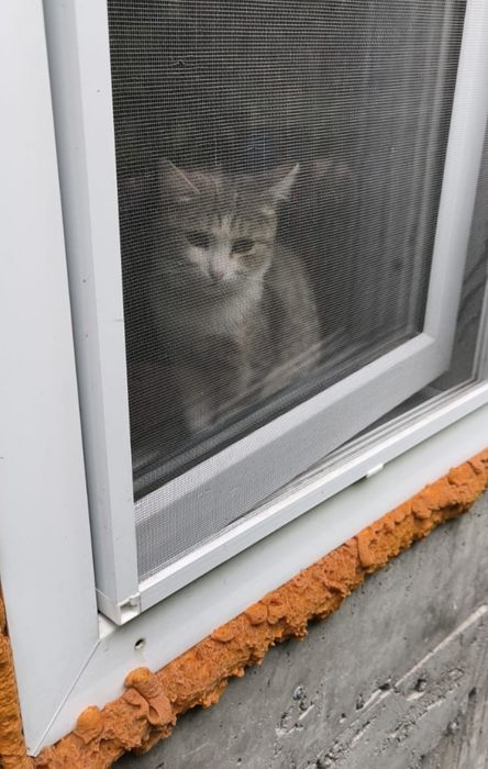 Котик ищет семью. Кастрирован.