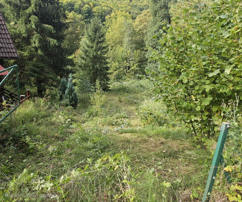 Teren de vis in padure