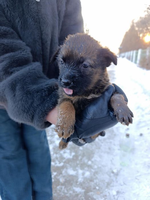 Большой выбор щенят,доставка