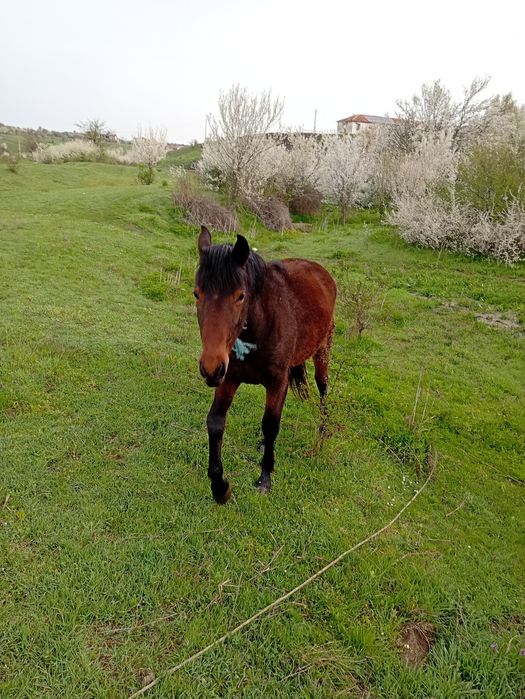 Кубила и конче женско