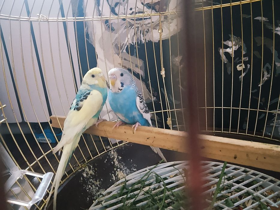 Волнистый попугайлар сатылады .