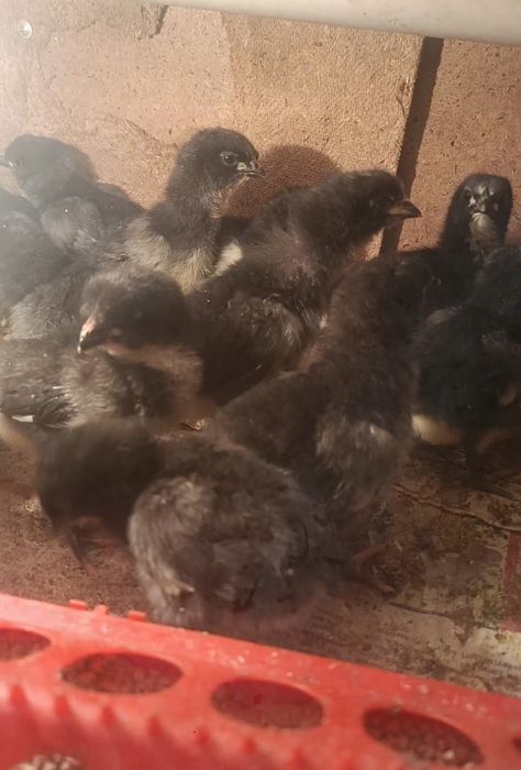 Продам цыплята  Джерсиский гигант