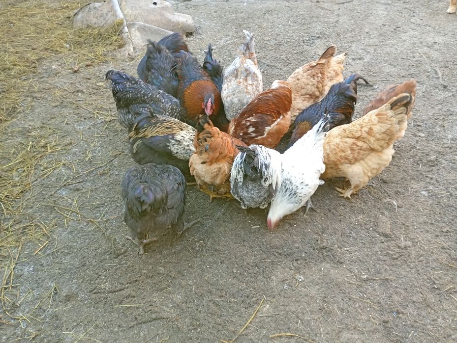 Vând cocosi pentru tăiat