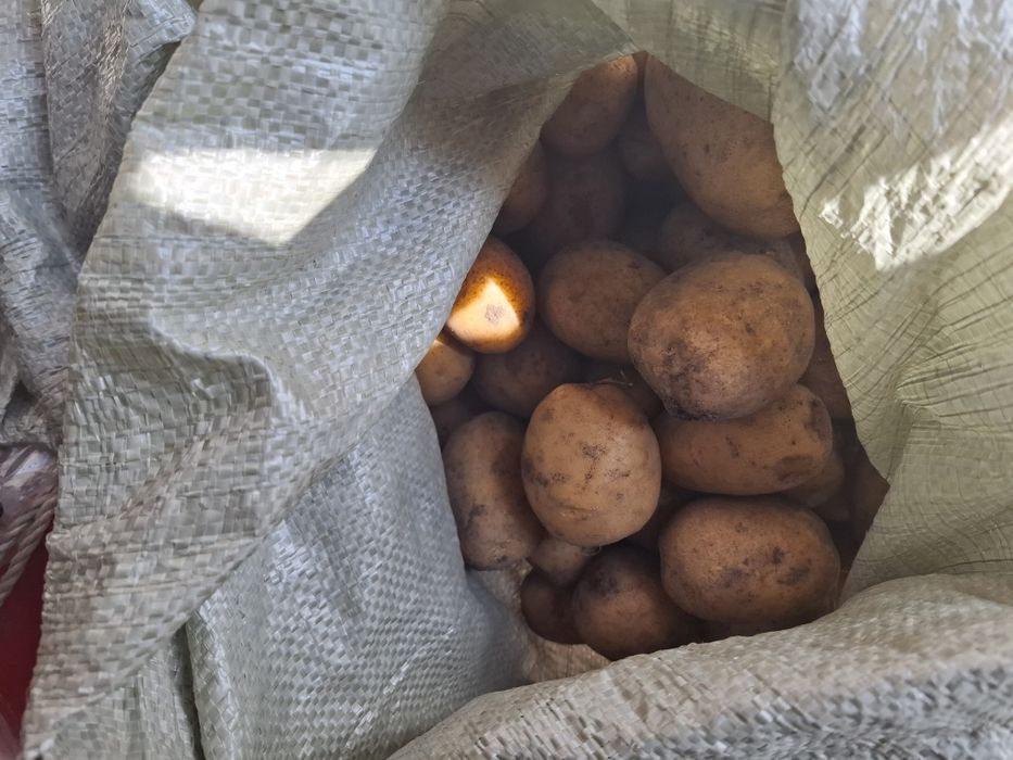 Продам картофель дачный.