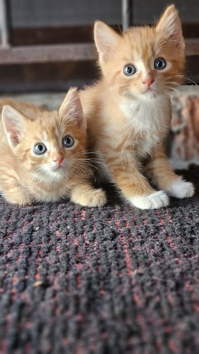 Отдам котят бесплатно