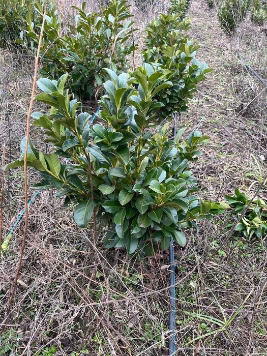 Tuia smaragd, prunus, photinia red robin, bambus
