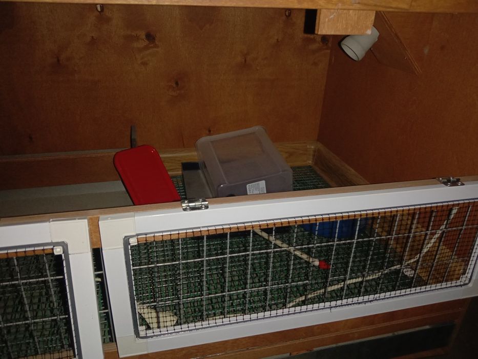 Брудер для цыплят