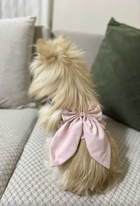 Рокля за куче с нагръдник и каишка Йорки Померан Шпиц Териер