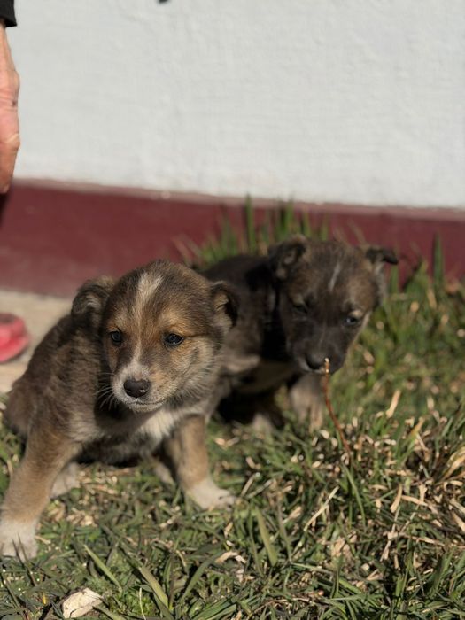 Отдам в добрые руки