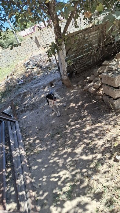 Продаётся умная сабака в хорошей руки