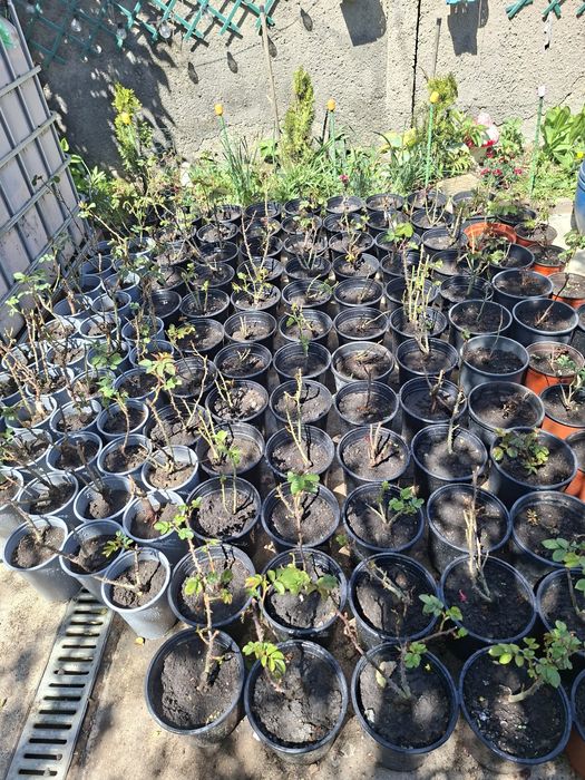 Flori de Sezon – Trandafiri la ghiveci, Mușcate Caliope și Curgătoare