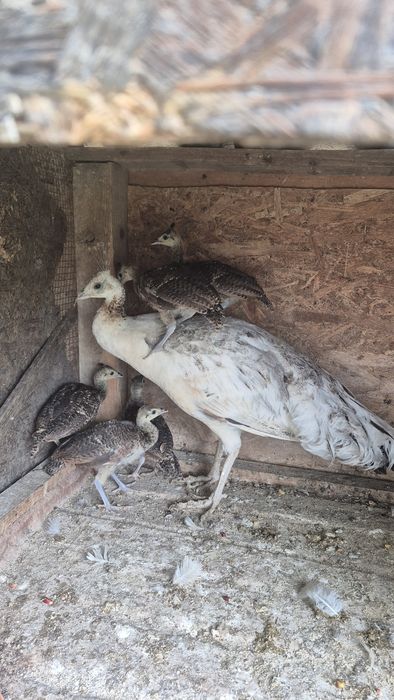 Pui de păun de o lună mamă UN și tată Muticus  200lei