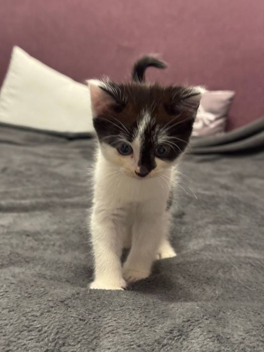 котенок в хорошие руки