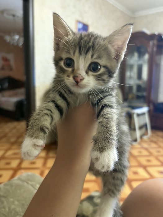 Отдам котят (2х месячные)