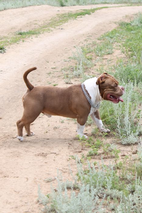 Вязка!Американский булли!