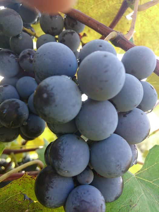 Struguri pentru must sau vin...