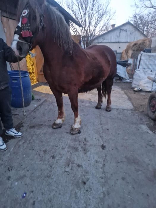 Vând cal castrat de 7 ani