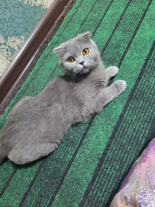 6 oylik qiz mushugimiz sotivda
