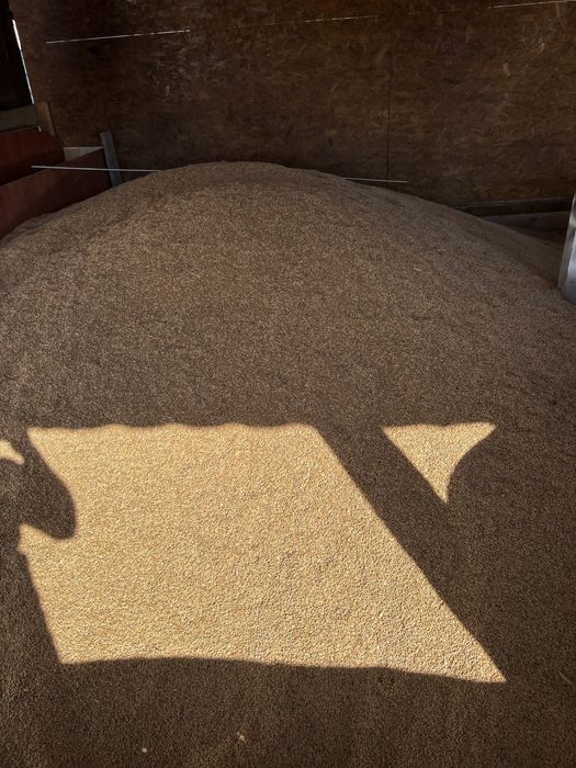 Triticale de vanzare