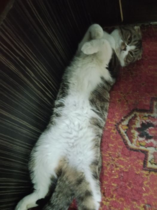 Sotilad Biritaniskiy Serebristiy shinshila   silkitish fold 2 ta mushu