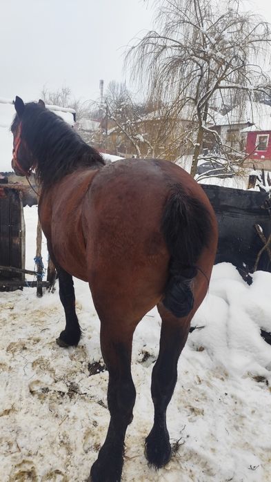 De vânzare armăsar de șase ani foarte blând e cuminte