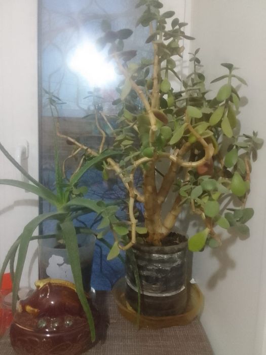 Комнатные растения