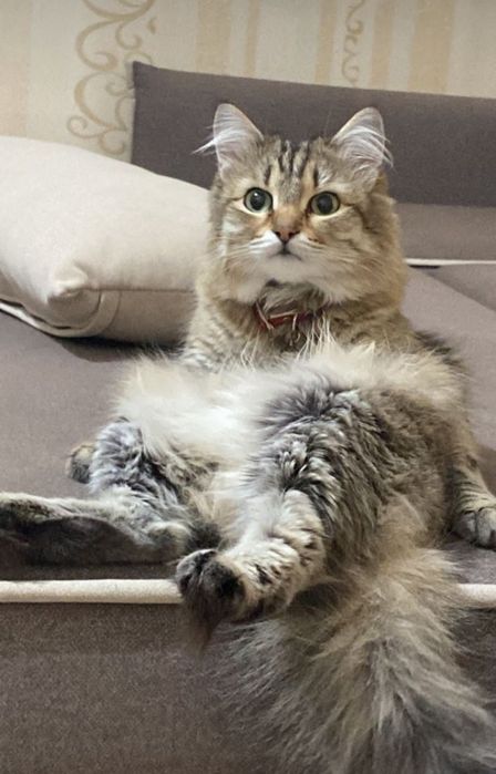 Кошка Сибирский с документами