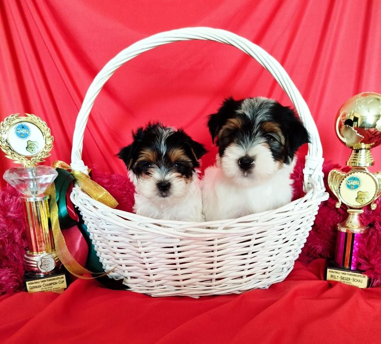 Очаровательные щенки бивера.